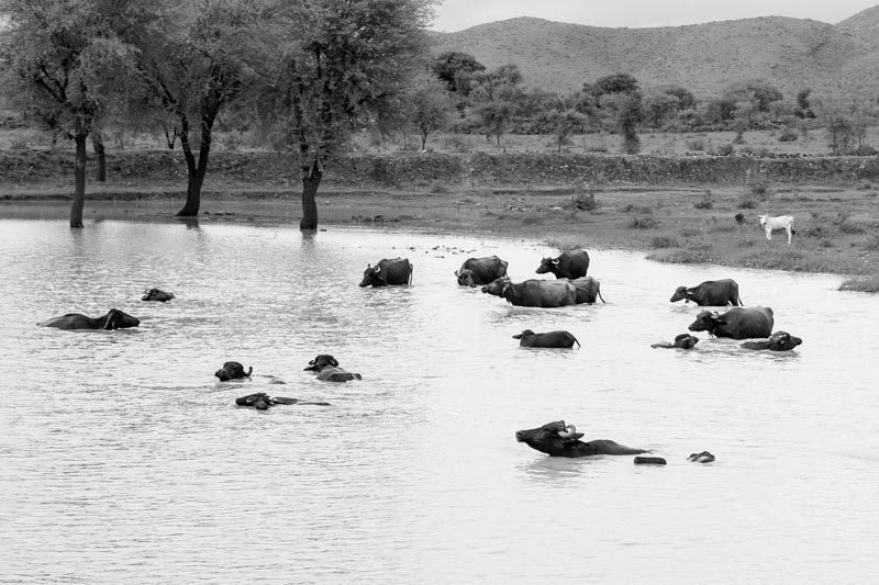 Buffaloes wallowing in a johad in Gopalpura village, district Alwar, Rajasthan - result of reforestation following water conservation under Rajendra Singh's leadership